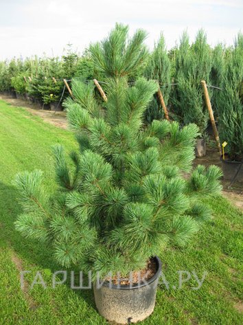 Сосна румелийская