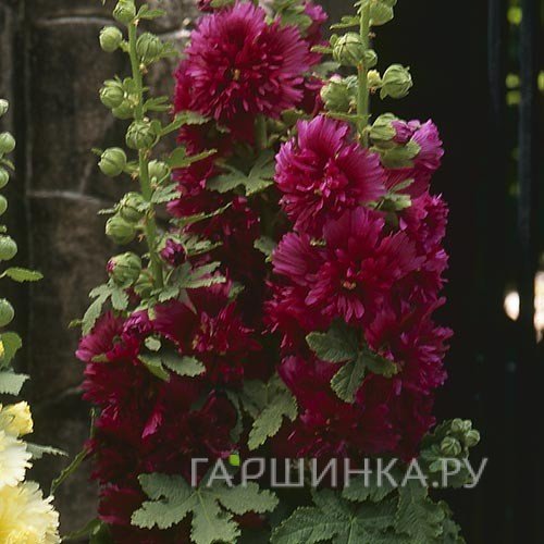 Шток-роза Спринг Селебрейтис Кримсон