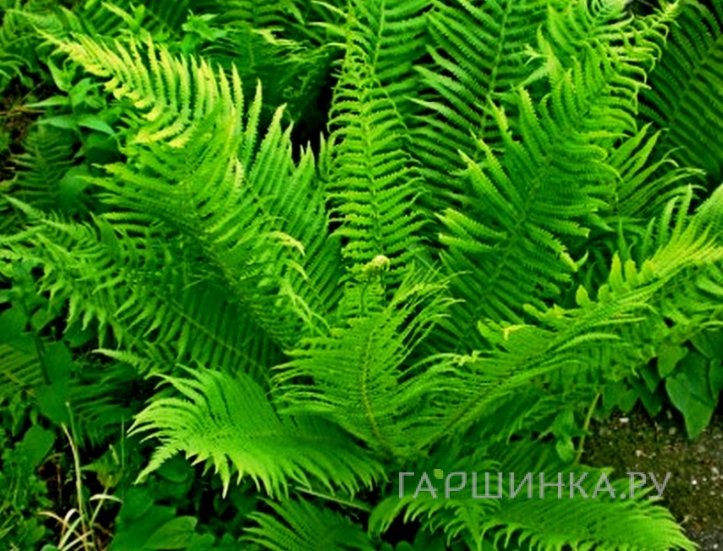 Страусник обыкновенный (папоротник)