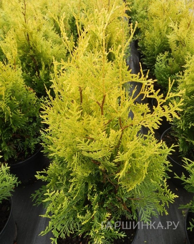 Туя западная Голден Брабант