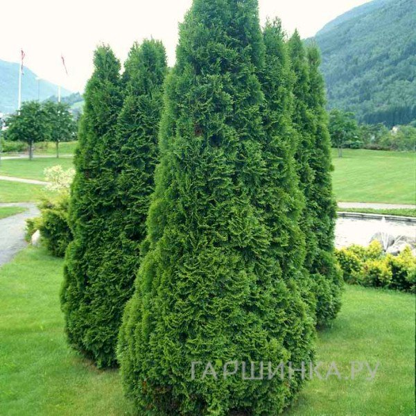 Туя западная Холмструп