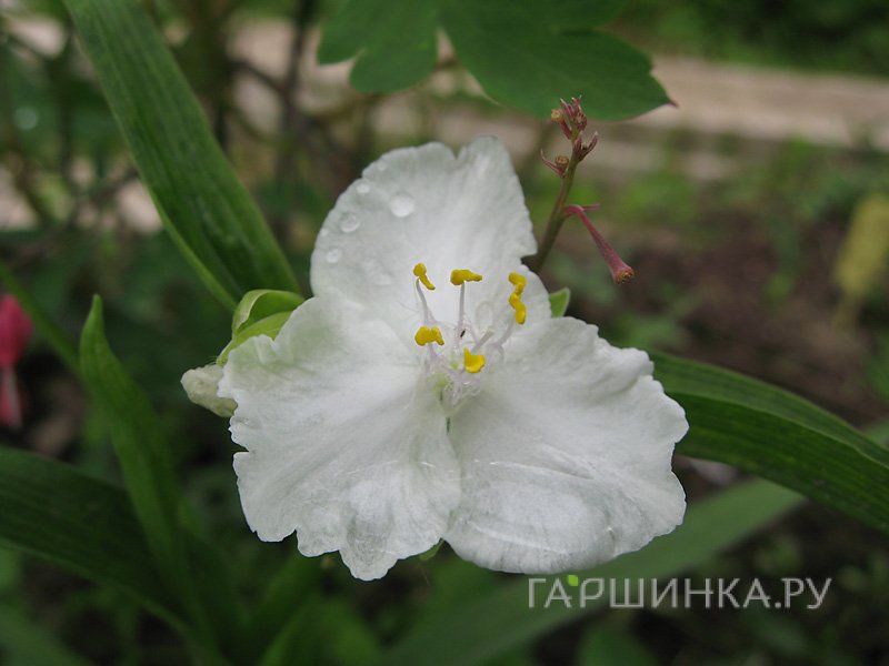 Традесканция Инносенс