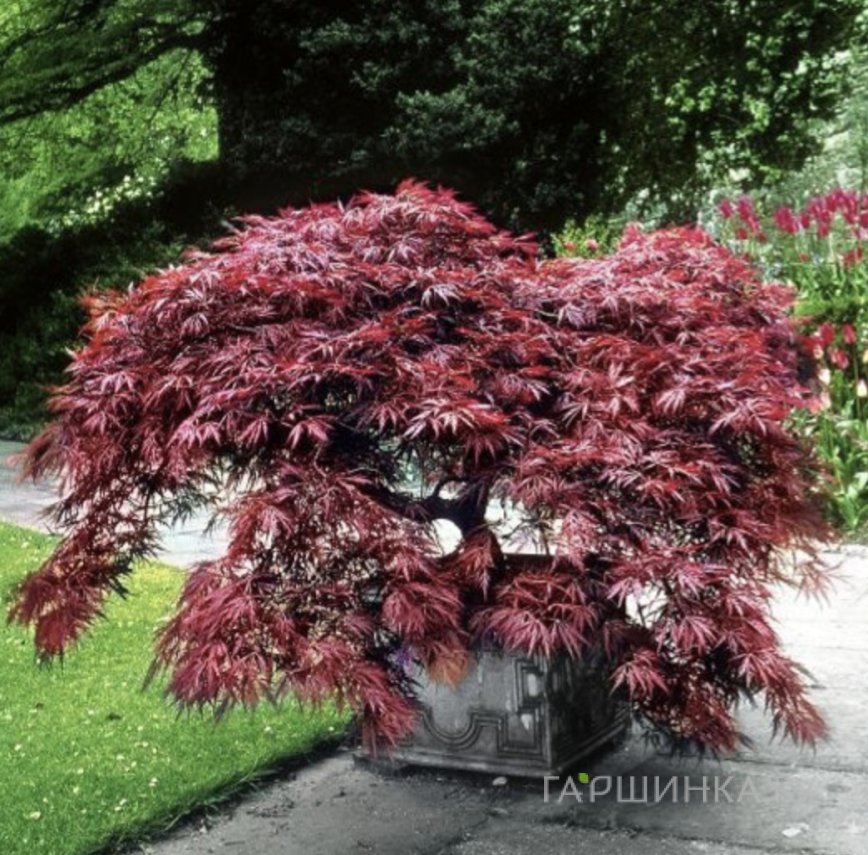 Клен Атропурпуреум