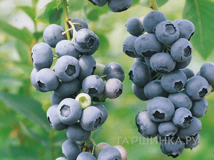 Голубика Чандлер