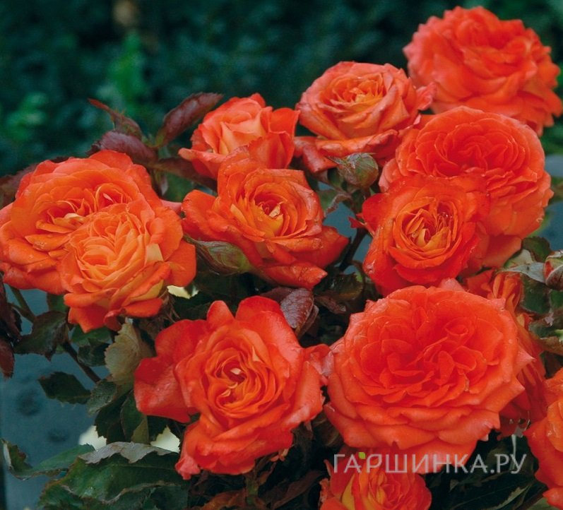 Роза Валери де Монгольфье, Гийо (лиц)