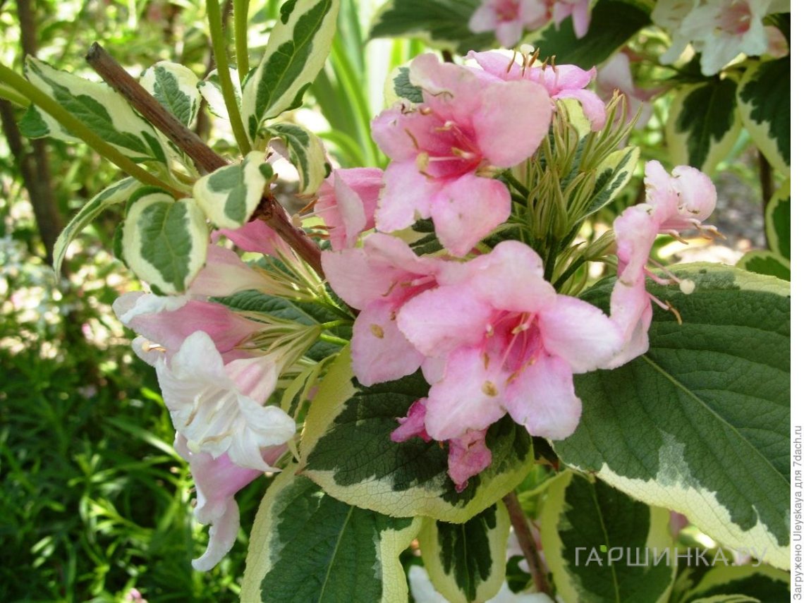 Вейгела Вариегата