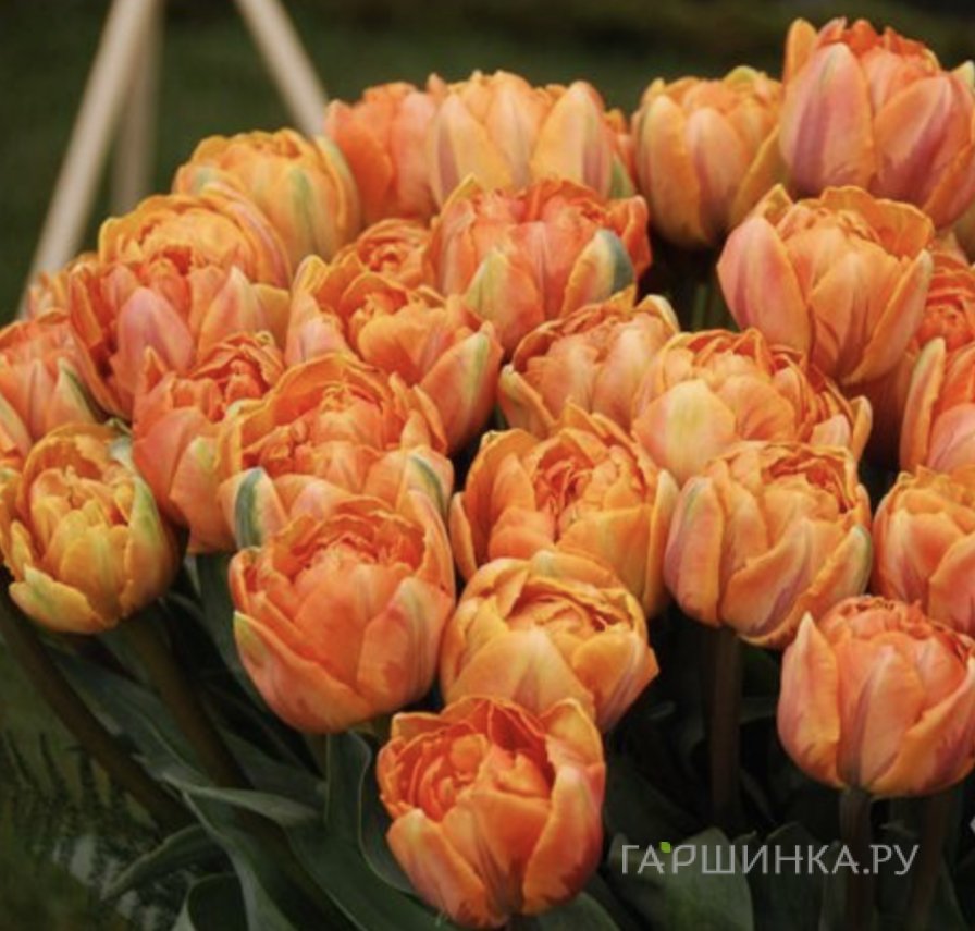 Тюльпан Оранж Принцес махровый ранний 5шт