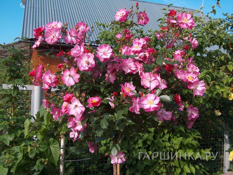 Роза Лавендер Дрим на штамбе 110см