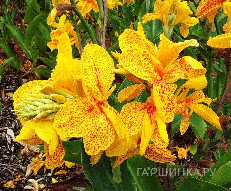 Канна Еллоу Хамберт