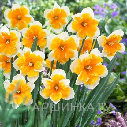Нарцисс Оранжери разрезнокорончатый 5шт