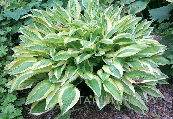 Хоста Панки (M)