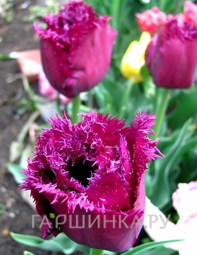 Тюльпан Горилла бахромчатый 5шт