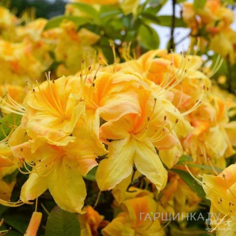 Рододендрон (Азалия) Голден Сансет