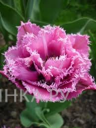 Тюльпан Матчпоинт бахромчатый 4шт