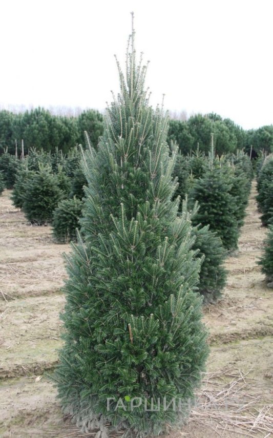 Пихта белая Пирамидалис