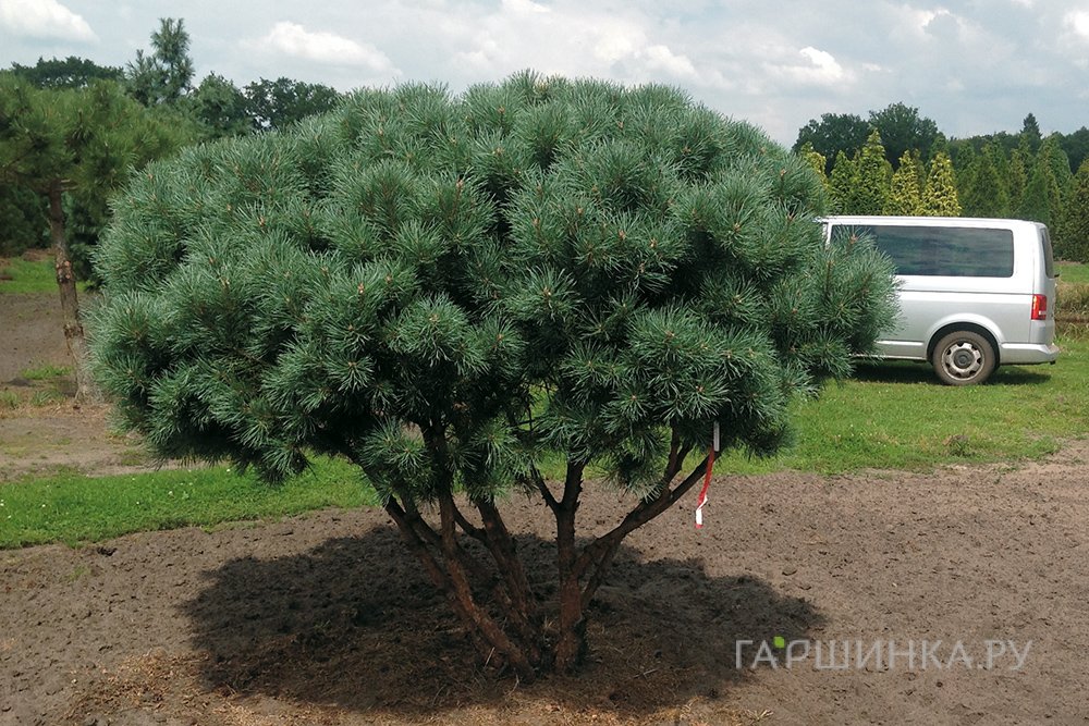 Сосна обыкновенная Ватерери