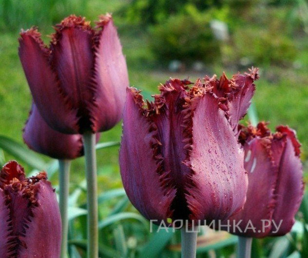 Тюльпан Блэк Джевел бахромчатый 5шт.