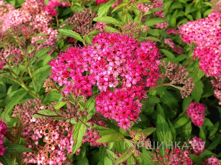 Спирея Антони Ватерер японская