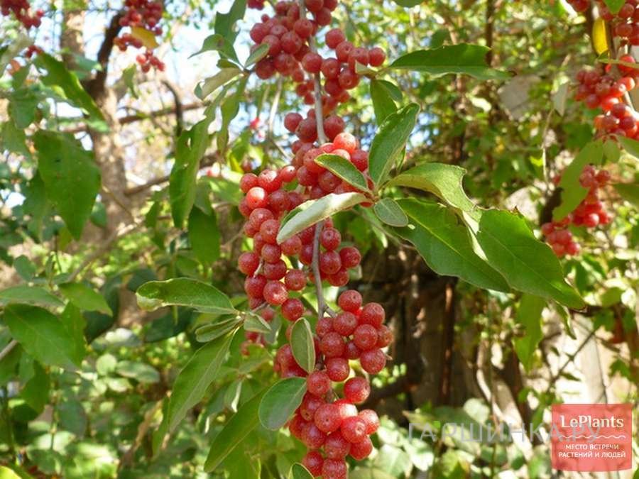 Облепиха Красноплодная