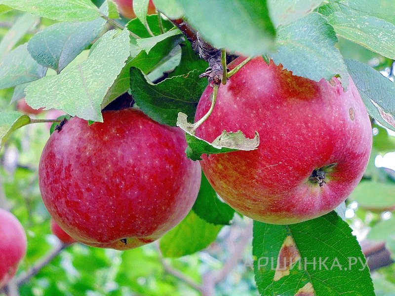 Яблоня Яблочный спас