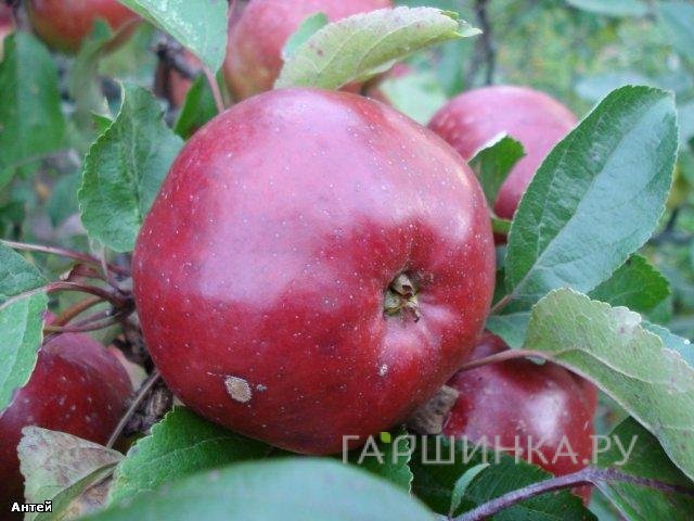 Яблоня Антей