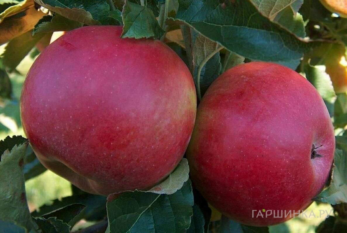 Яблоня Баяна