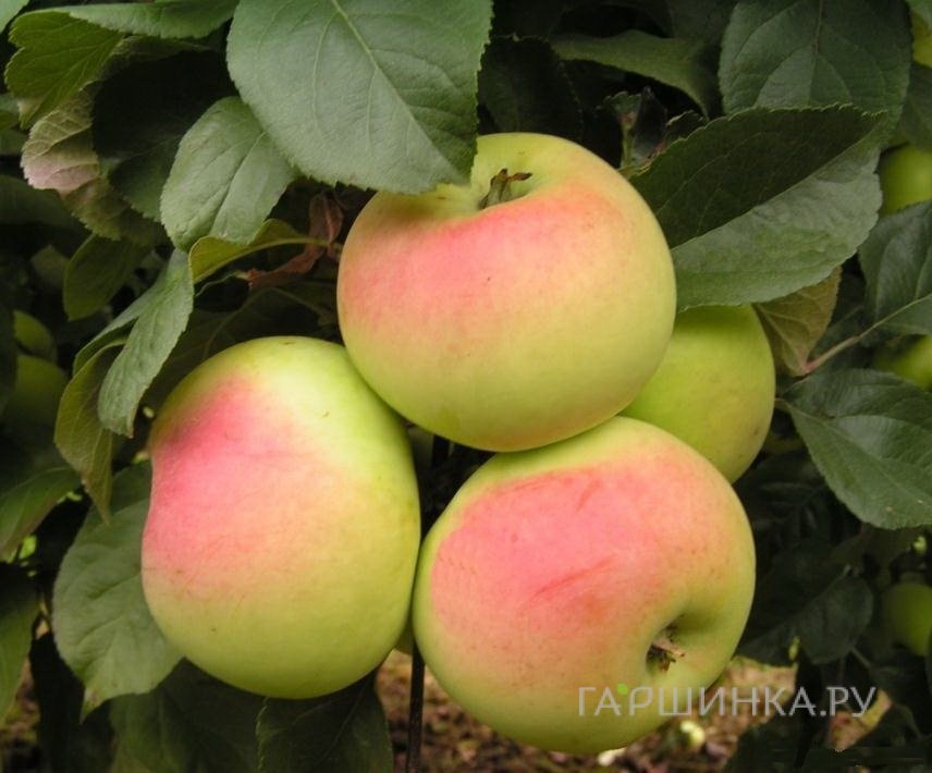 Яблоня Данила Имрус