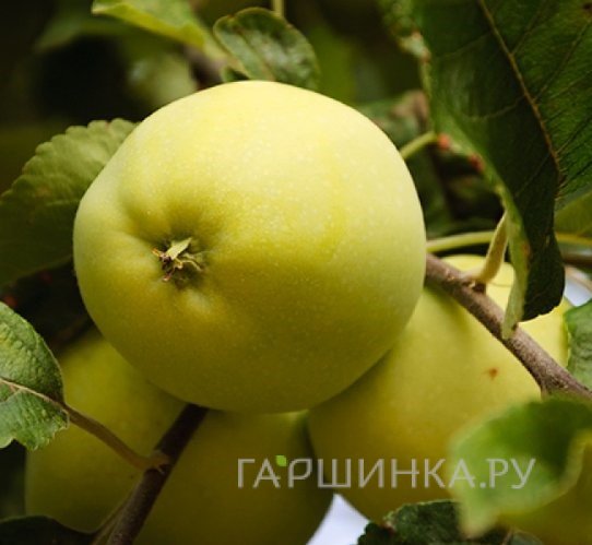 Яблоня Данила/ВЭМ желтый