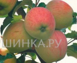 Яблоня Губернское