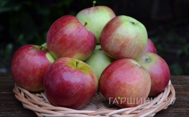 Яблоня Орловское полесье