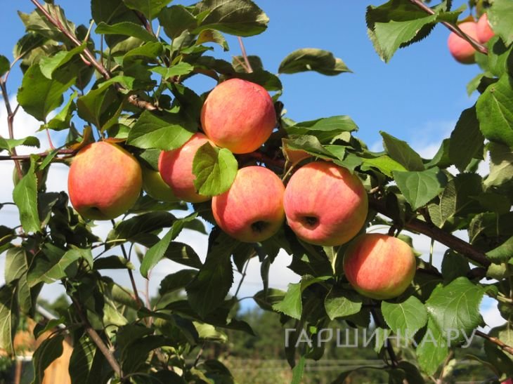 Яблоня Персианка с/п