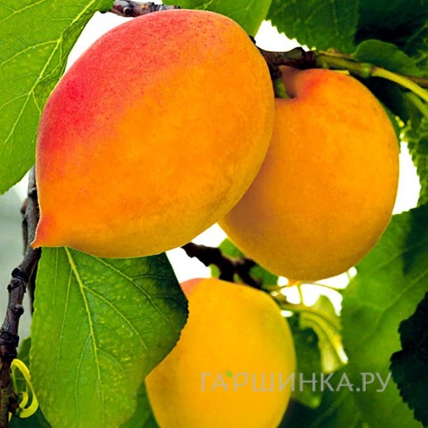 Абрикос Академик сеяный