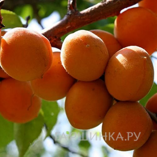 Абрикос Компотный сеяный