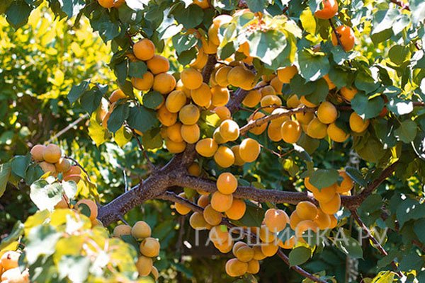 Абрикос Лель сеяный