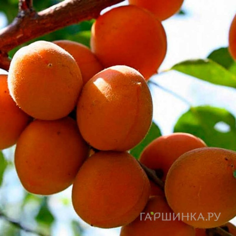 Абрикос Триумф севера сеяный