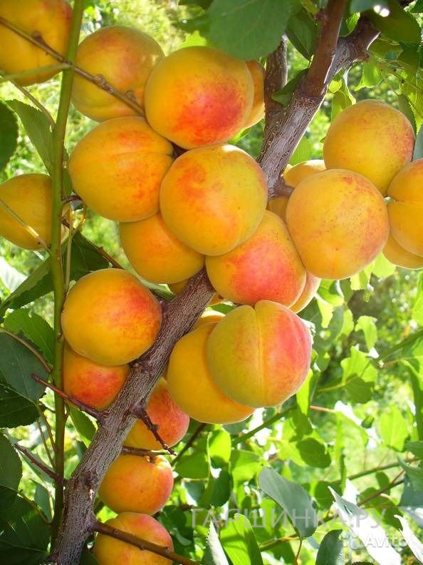 Абрикос Успех сеяный