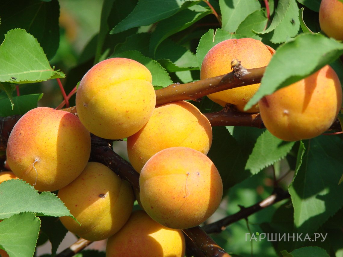 Абрикос Водолей сеяный