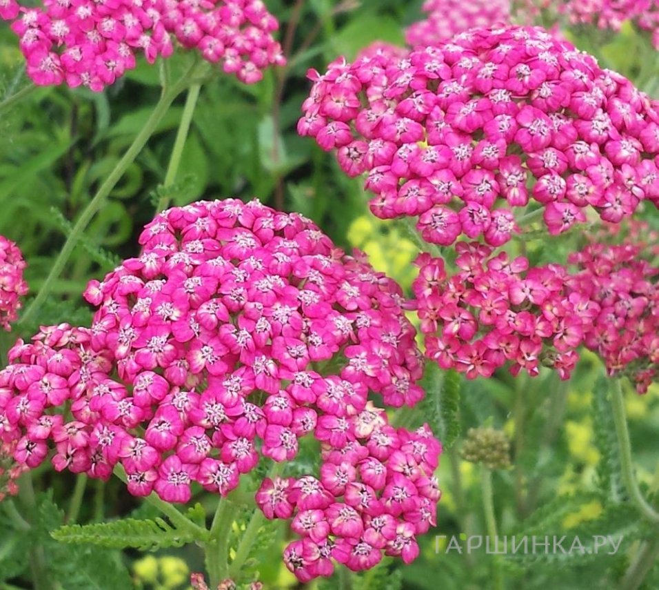 Тысячелистник Сериз Куин