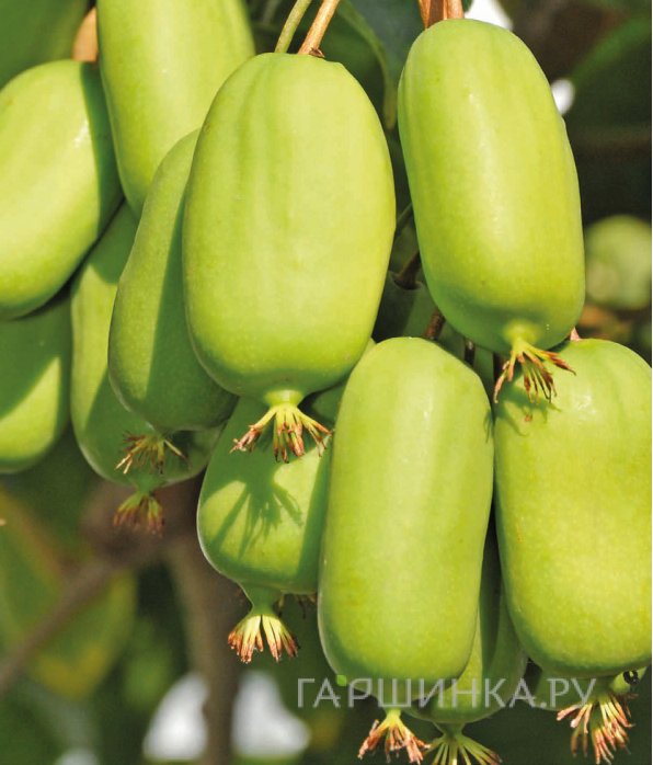 Актинидия (мини киви) Джамбо