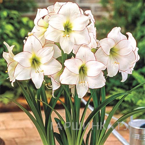 Гиппеаструм Пикоте