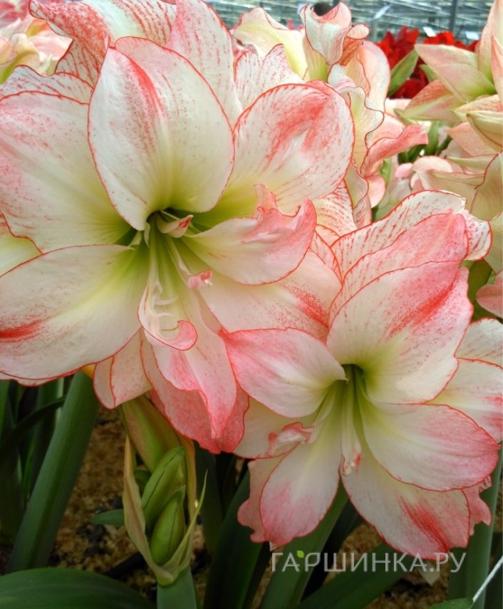 Амариллис Афродита