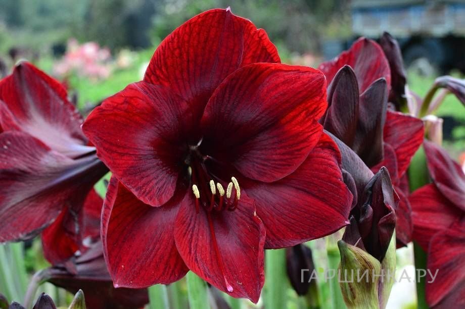 Амариллис Роял Вельвет