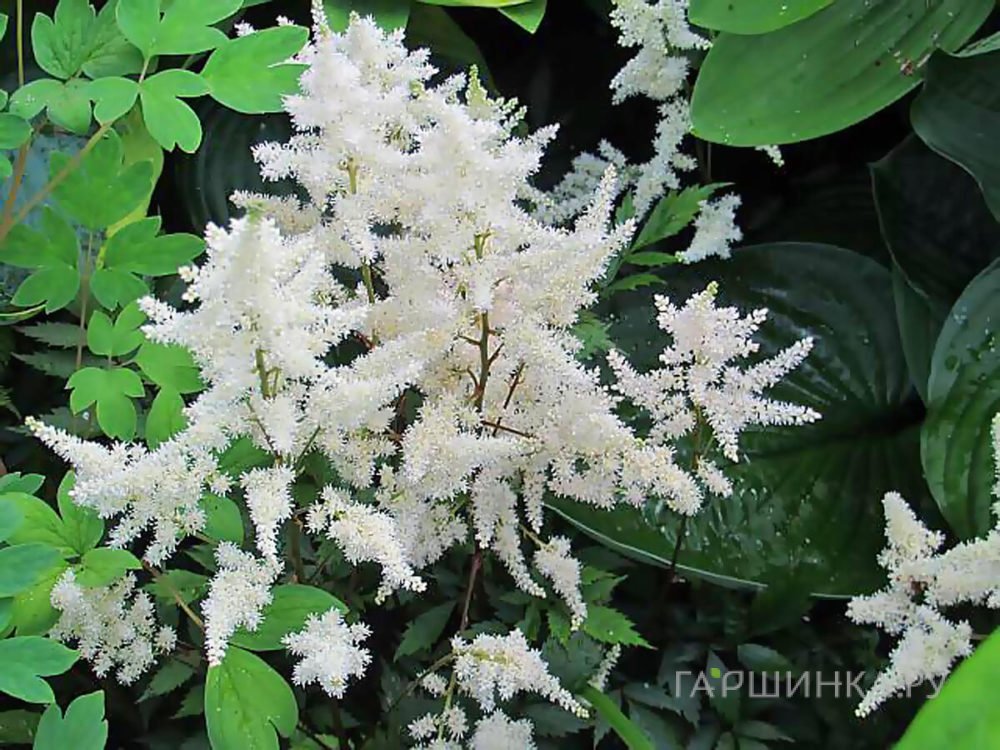 Астильба Арендса Бумальда