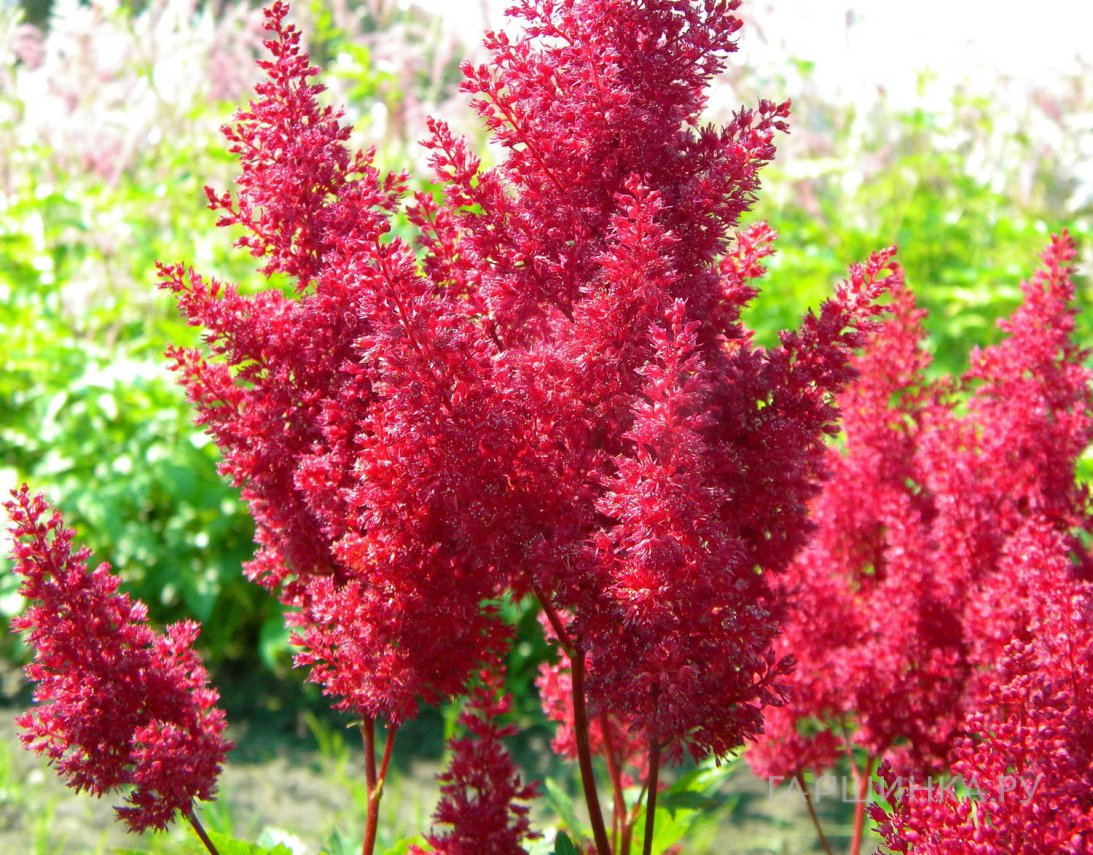 Астильба японская Монтгомери