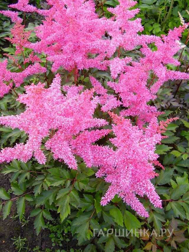 Астильба Арендса Ритм энд Бит