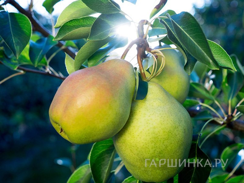Груша Августовская роса