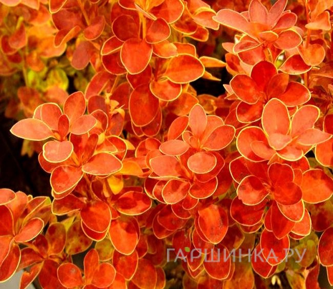 Барбарис Тунберга Оранж Айс