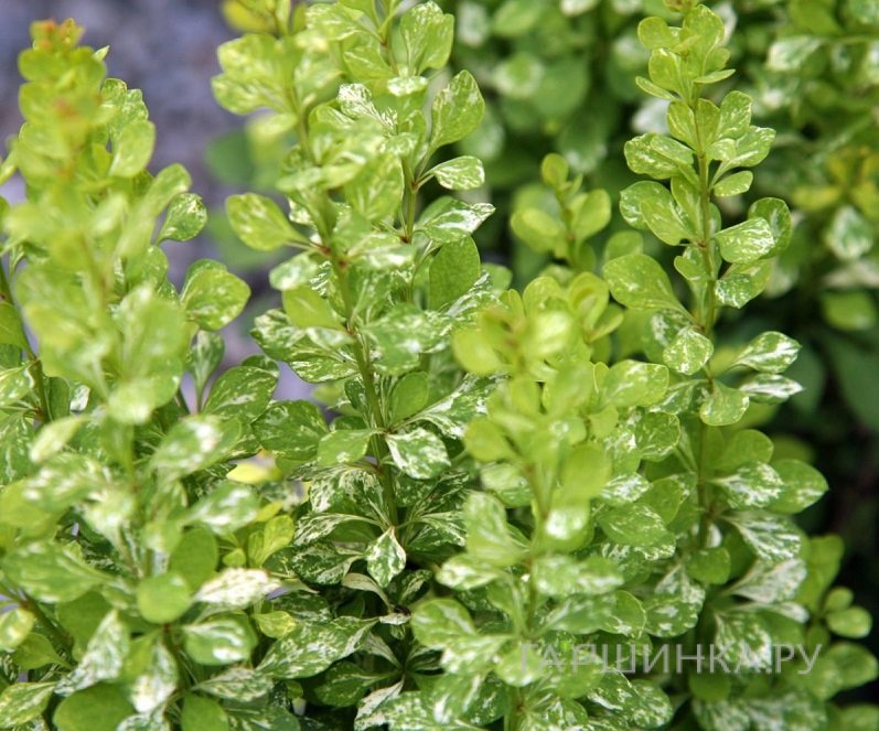 Барбарис Тунберга Поувов