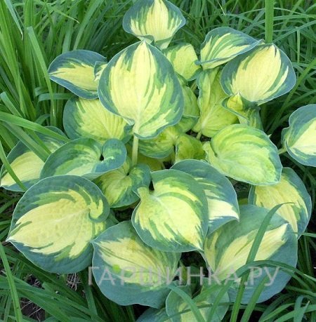 Хоста Бич Бой (ML)