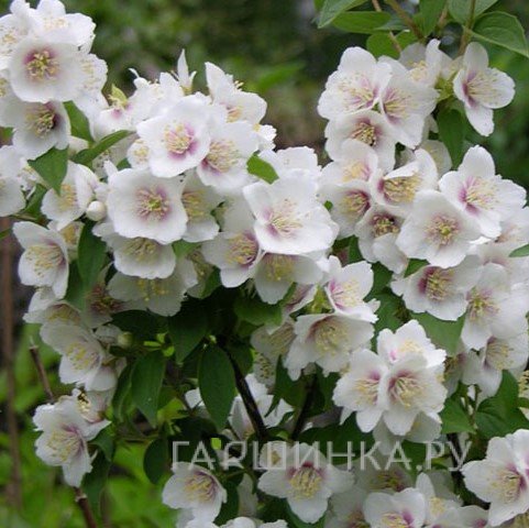 Чубушник Необычный